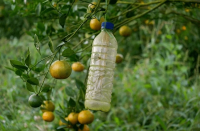 Plastic bottle fly trap hanging from fruit tree