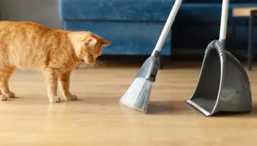 Cat looking at floor while owner sweeps with broom and dust pan.